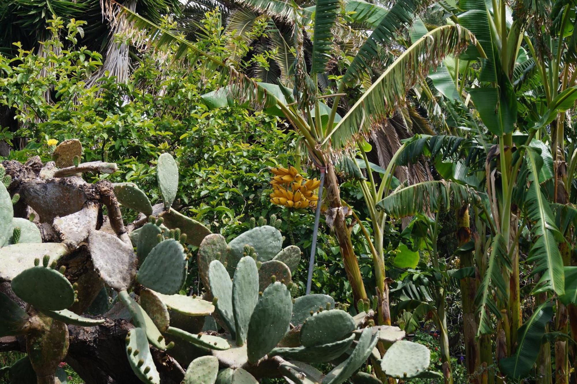 La Casita Del Jardinero Villa Los Llanos De Aridane Dış mekan fotoğraf