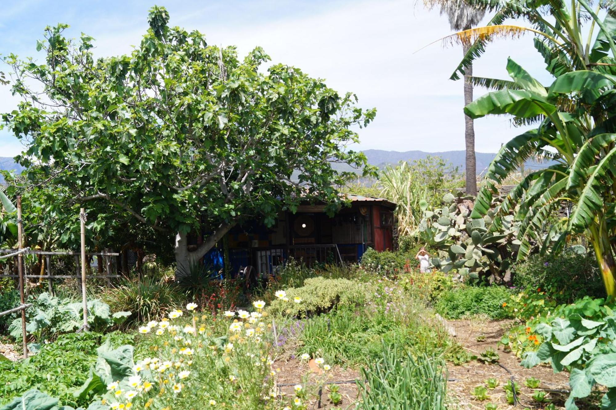 La Casita Del Jardinero Villa Los Llanos De Aridane Dış mekan fotoğraf